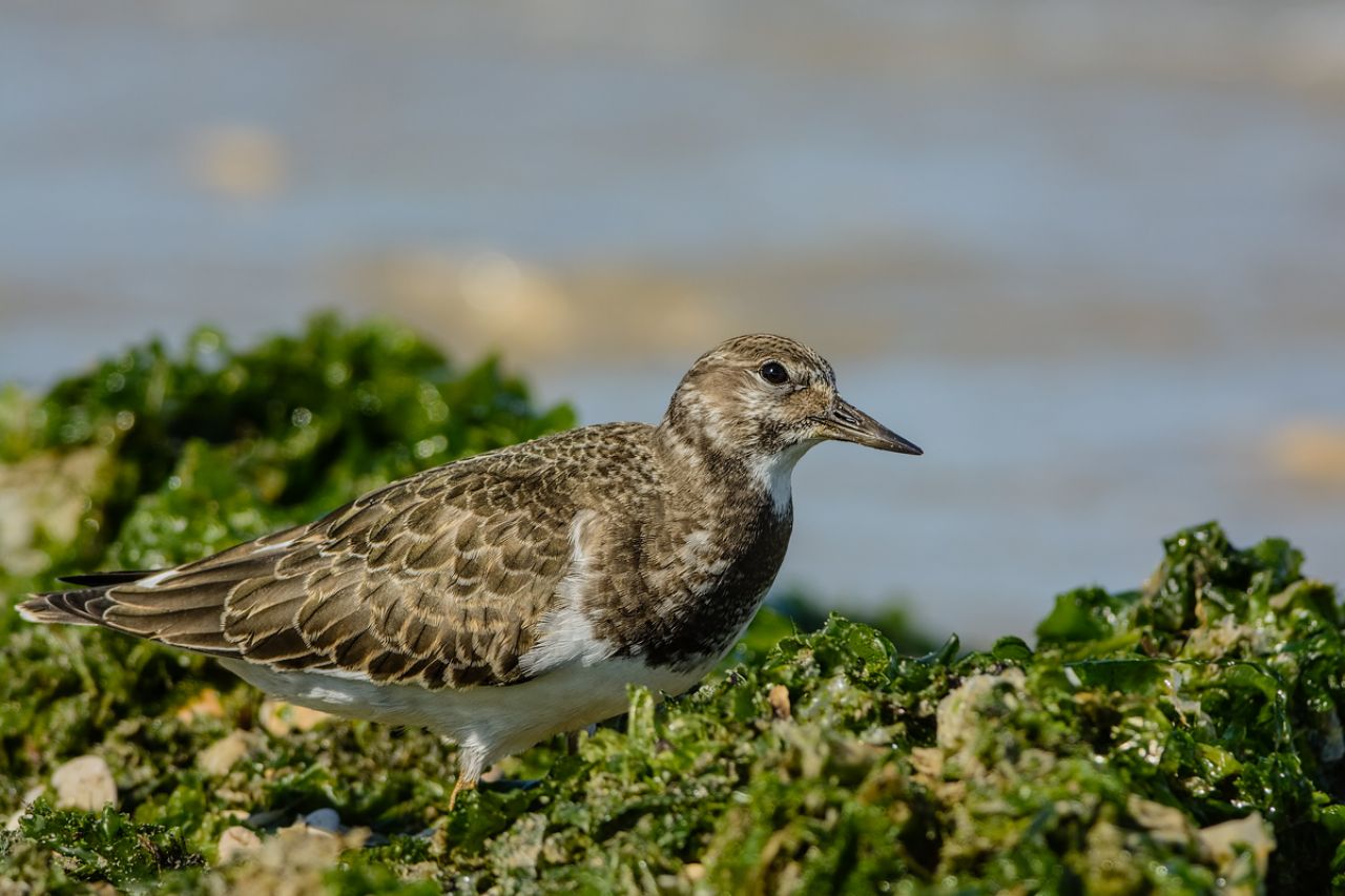 Voltapietre (Arenaria interpres)